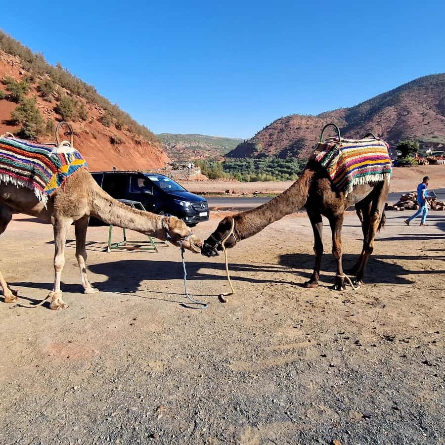 Marrakech: Ouzoud Waterfalls Trip, Guide & Boat + Lunch - Argan oil cooperative stop, plus how local lunch fits the day