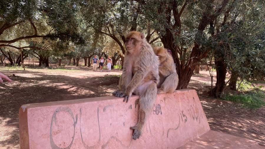 Marrakech: Ouzoud Waterfalls Trip, Guided Hike & Boat Option - Practical Tips to Make Your Day Smoother