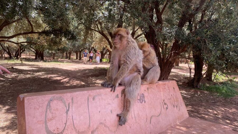 Marrakech: Ouzoud Waterfalls Trip, Guided Hike & Boat Option - Should You Book the Marrakech to Ouzoud Waterfalls Trip?