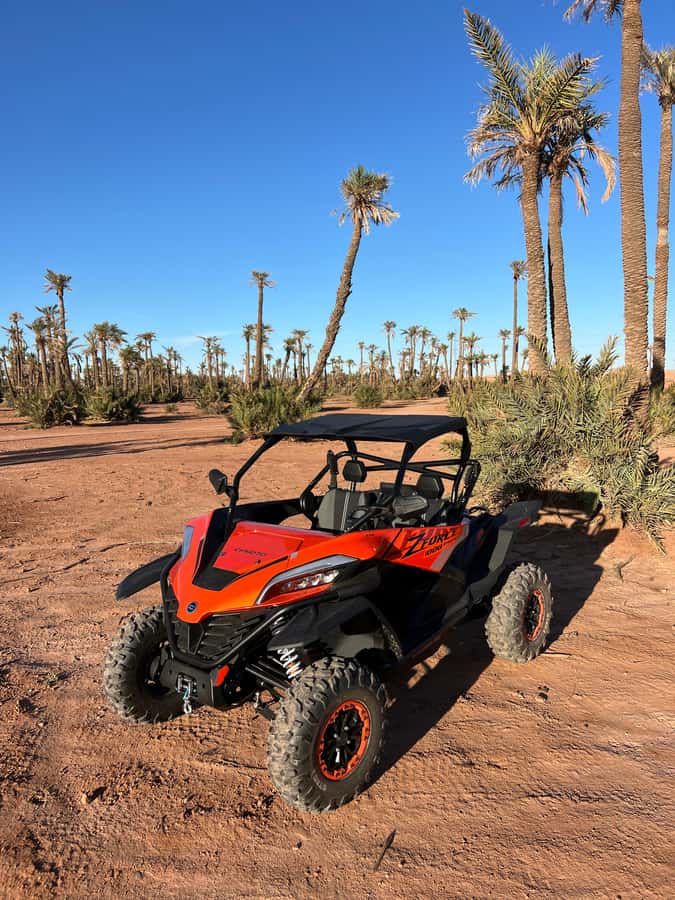 Marrakech : Palm Grove and jbilat Desert Buggy 1000cc Tour - Who this buggy tour suits best (and who should skip it)