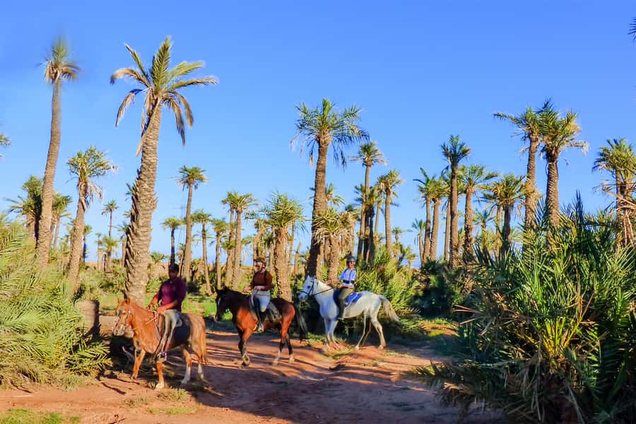 Marrakech: Palm Grove Horseback Riding Tour - Key Highlights
