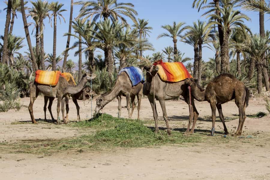 Marrakech Palmeraie 3-Hour Camel Ride - Key things to know before you go