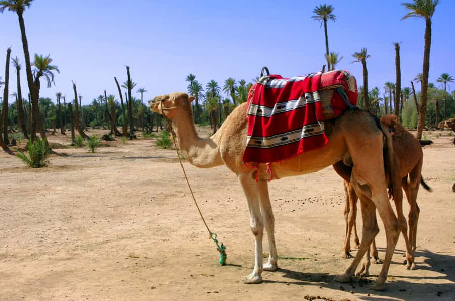 Marrakech Palmeraie 3-Hour Camel Ride - The camel ride itself: 1.5 hours through palm groves and oases