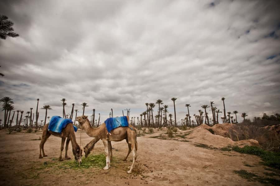 Marrakech Palmeraie 3-Hour Camel Ride - What you might notice on the ground: cleanliness, construction vibes, and how to read the area
