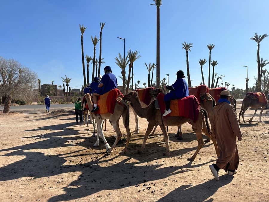 Marrakech Palmeraie Camel Ride Adventure - Key highlights to know before you go