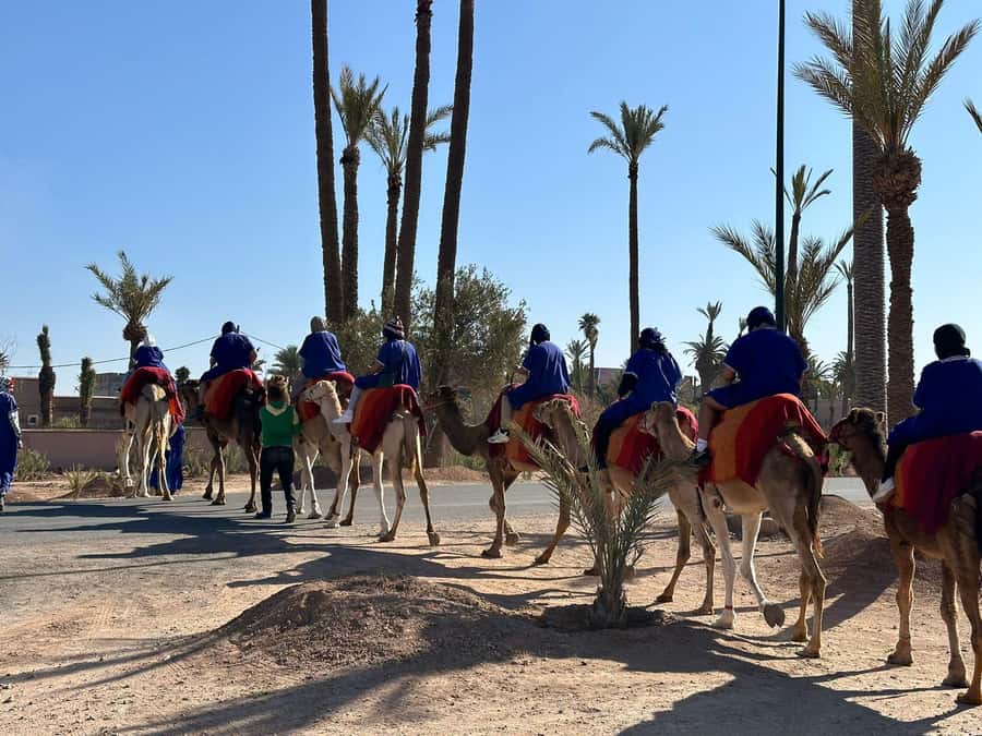 Marrakech Palmeraie Camel Ride Adventure - Camel Ride in Marrakech Palmeraie: what you’ll see and why it works