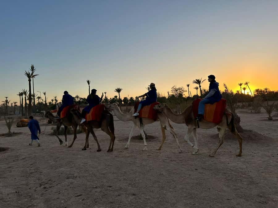 Marrakech Palmeraie Camel Ride Adventure - From camel prep to calm riding: what “expert handlers” should mean