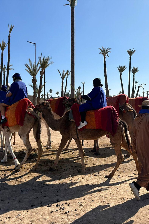 Marrakech Palmeraie Camel Ride Adventure - The main downside: the Palmeraie may not look like your postcard