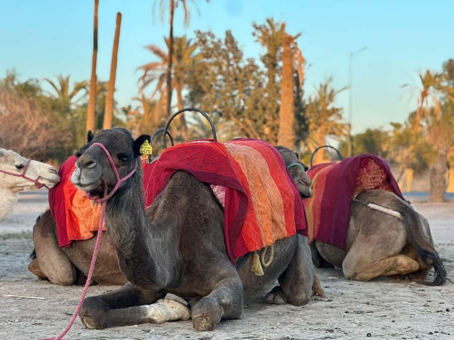 Marrakech Palmeraie Camel Ride Adventure - Who this Marrakech Palmeraie camel ride suits best