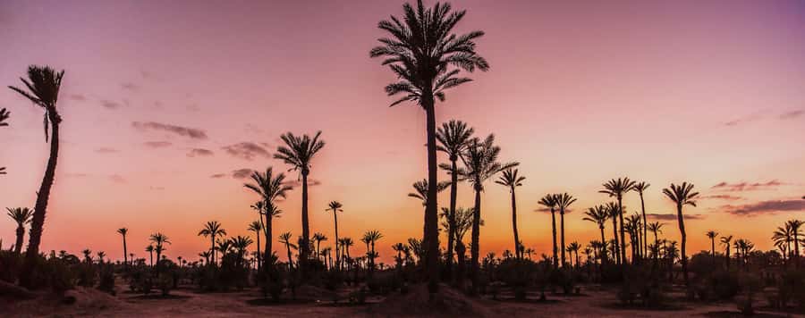 Marrakech Palmeraie: Camel Ride at Sunset - Palmeraie at Sunset: The Marrakech Break You Will Actually Feel