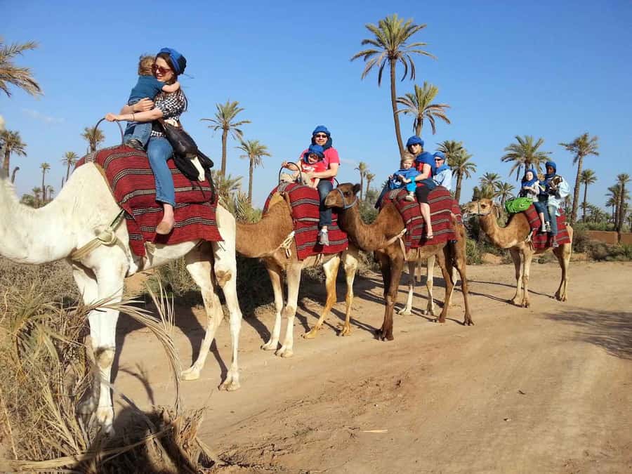 Marrakech Palmeraie: Camel Ride at Sunset - Hotel Pickup, Transportation, and What the Start Looks Like