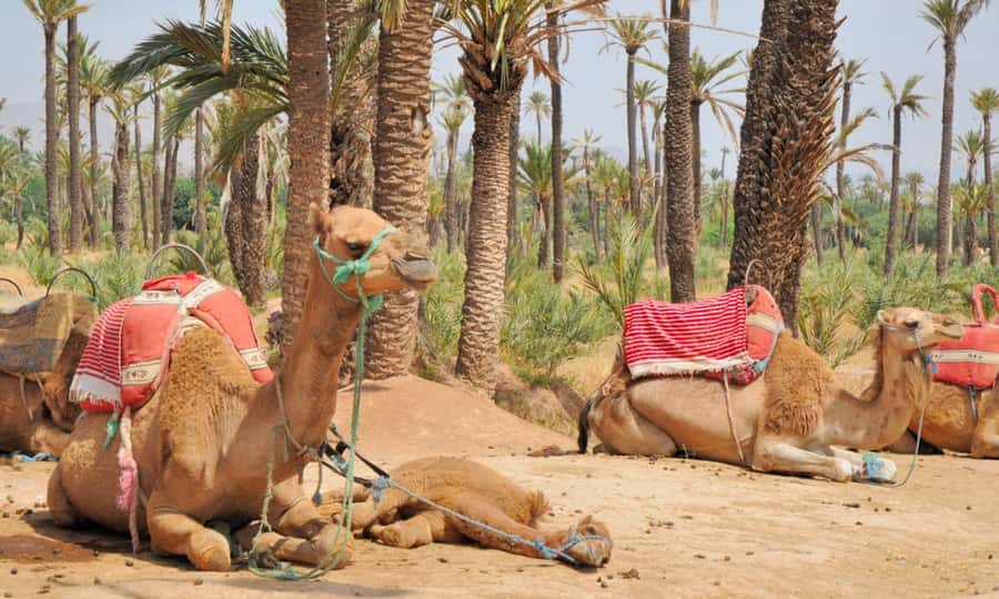 Marrakech Palmeraie: Camel Ride at Sunset - Getting On the Camel: Safety, Comfort, and How It Feels