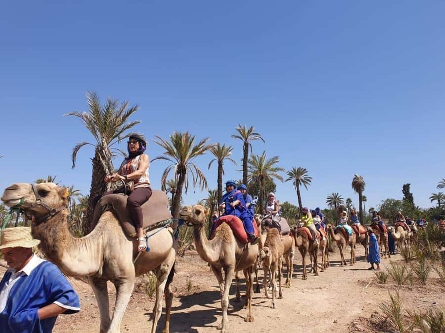 Marrakech Palmeraie: Camel Ride at Sunset - The 1-Hour Camel Ride: Palms, Desert Edge Views, and Sunset Photos