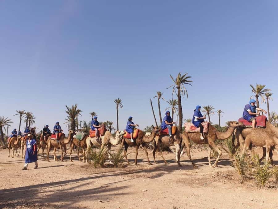 Marrakech Palmeraie: Camel Ride at Sunset - Guides, Stories, and the Fun Side of the Ride