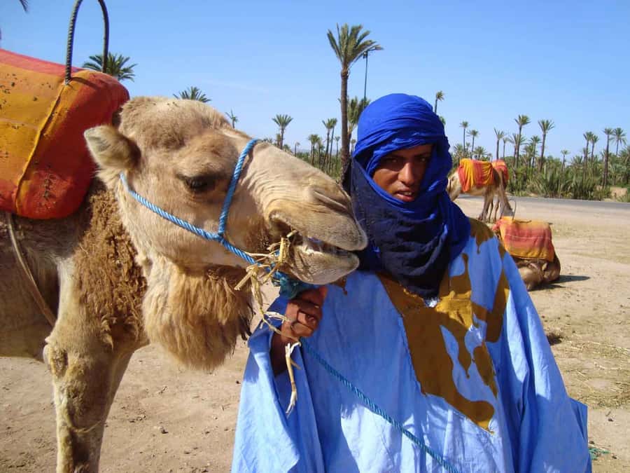 Marrakech Palmeraie: Camel Ride at Sunset - Who This Is Best For (And Who Might Want Something Else)