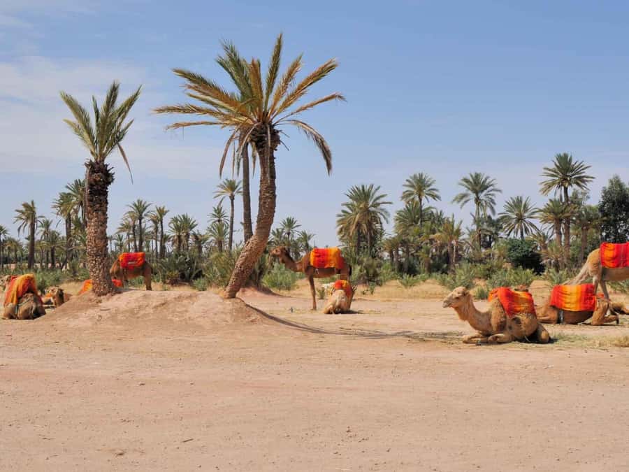 Marrakech Palmeraie: Camel Ride at Sunset - Price and Value: Does $20 Make Sense for This Experience?