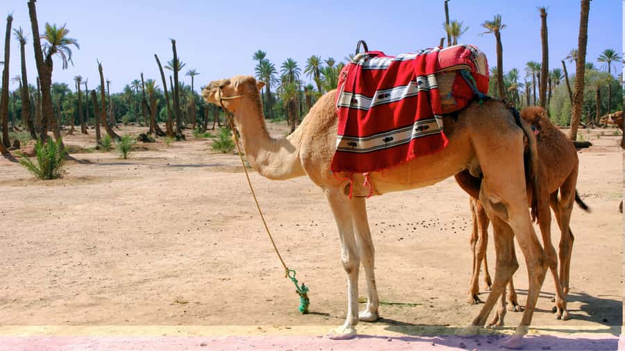Marrakech Palmeraie: Camel Ride & Quad Bike Experience - Who this tour suits best, and who should skip it