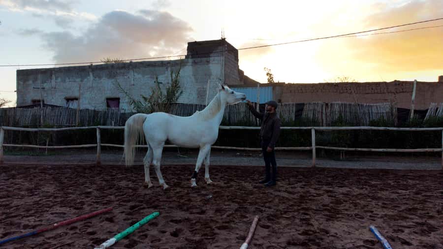 Marrakech: Private Horseback Tour in the Palm Grove with Tea - The tea break in the grove: the most Moroccan part of the ride