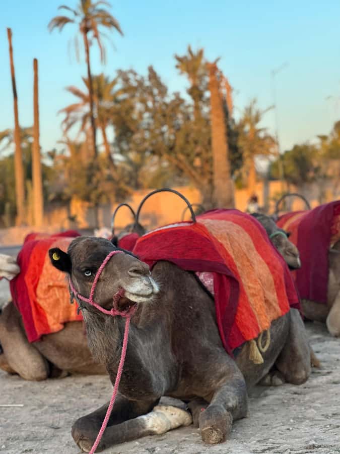 Marrakech:quad excursion at Jbilet desert with Moroccan tea - Palm Grove Riding: Scenery, Dust, and the Beat of the Trails