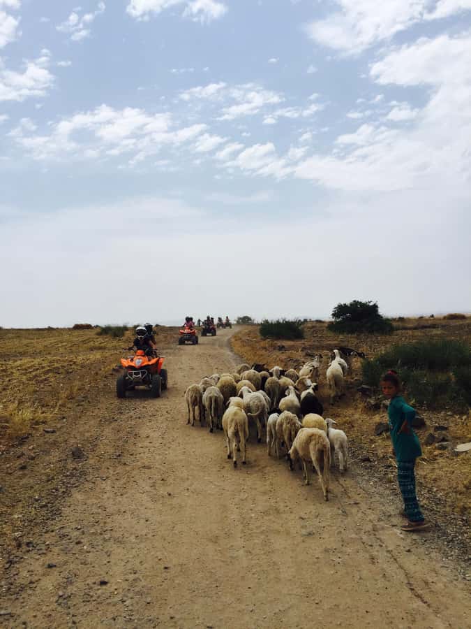 Marrakech: Quad Tour in Jbilets Desert with Palm Grove - Who This Tour Is Best For (and Who Might Want Something Else)