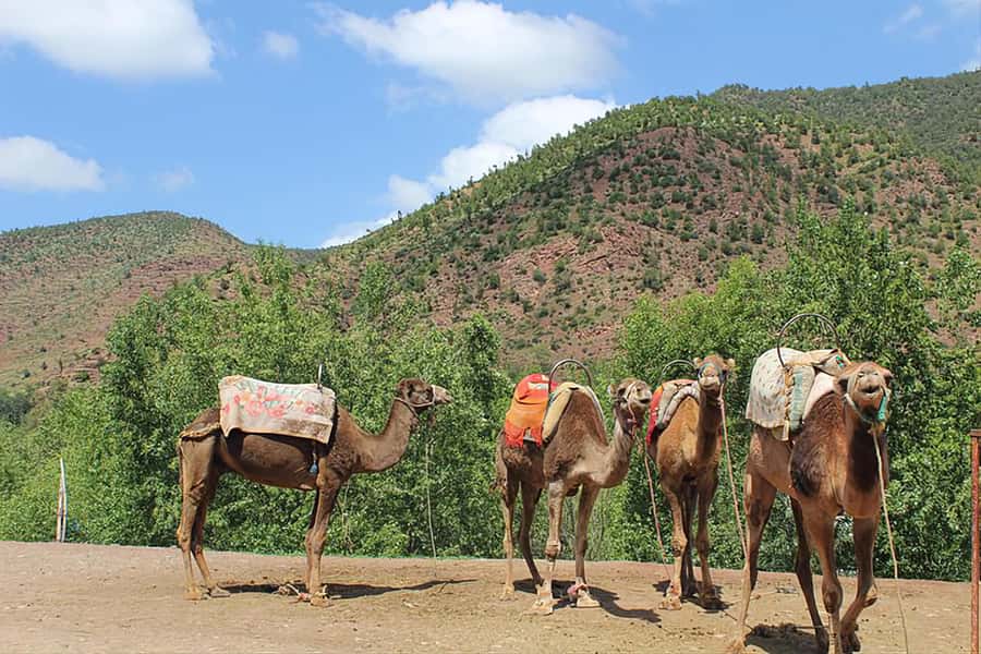 Marrakech's Atlas Adventures Ourika valley & Savory Lunch - Should you book Marrakech Atlas Adventures Ourika Valley and Savory Lunch?