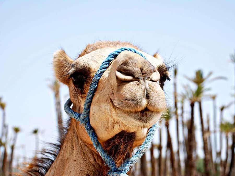 Marrakech: Sunset Camel Ride in Palmeraie - Getting There From Your Hotel: The Air-Conditioned Start