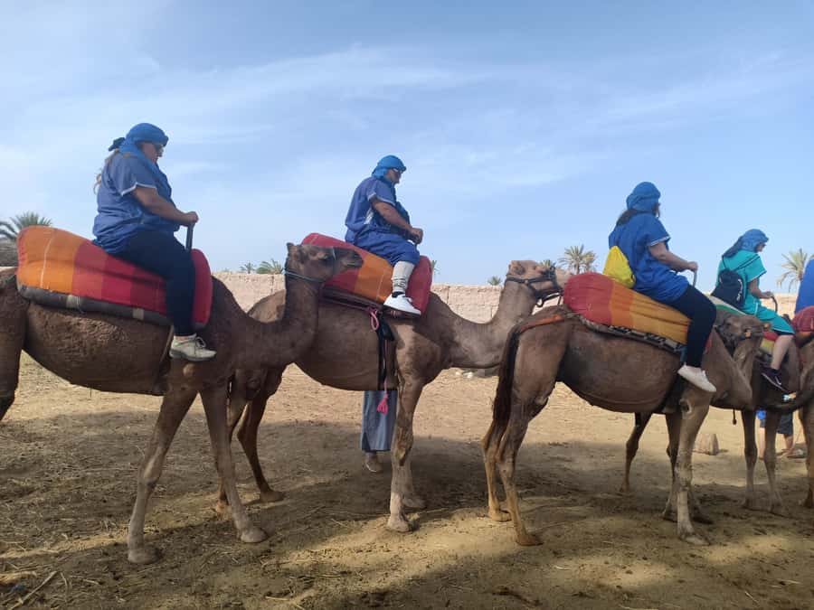 Marrakech: Sunset Camel Ride in the Palmeraie - Who should book, and who should skip