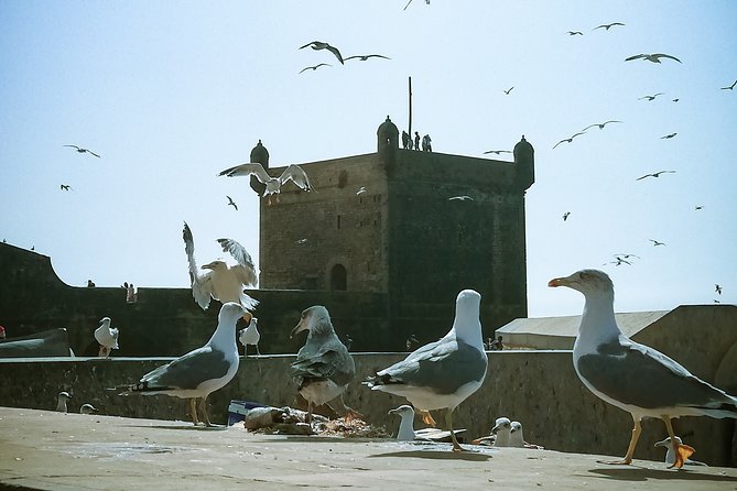 Marrakech to Essaouira: Private Tour - Who This Private Essaouira Trip Is Perfect For