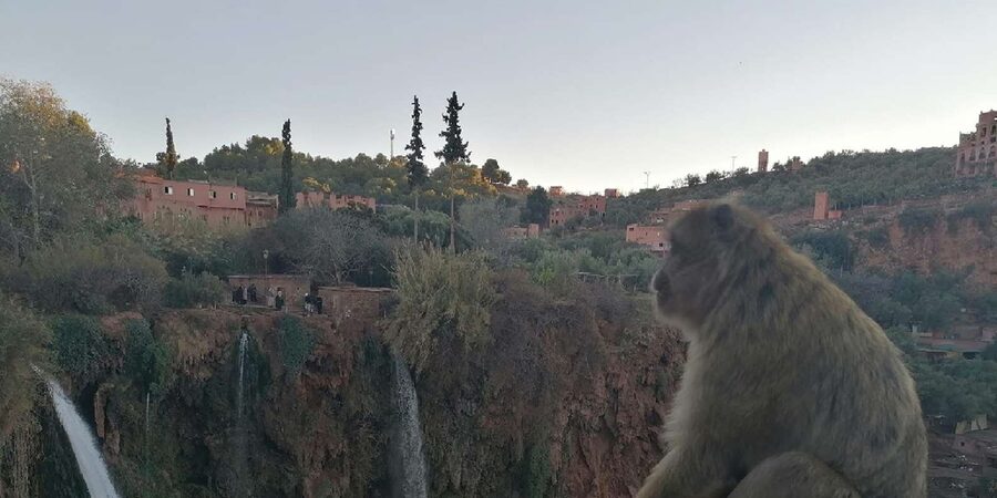 Marrakech to Ouzoud waterfalls day tour - Guide & boat ride - Return drive and the 10-hour reality check
