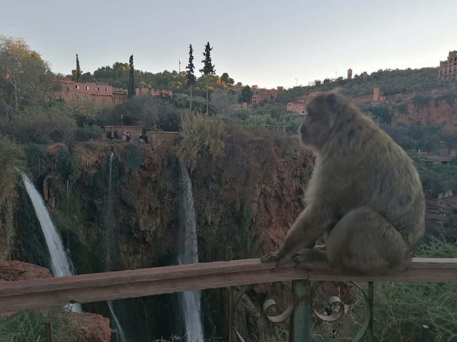 Marrakech to Ouzoud waterfalls day tour - Guide & boat ride - Price and value: what $20 buys you, and what it does not