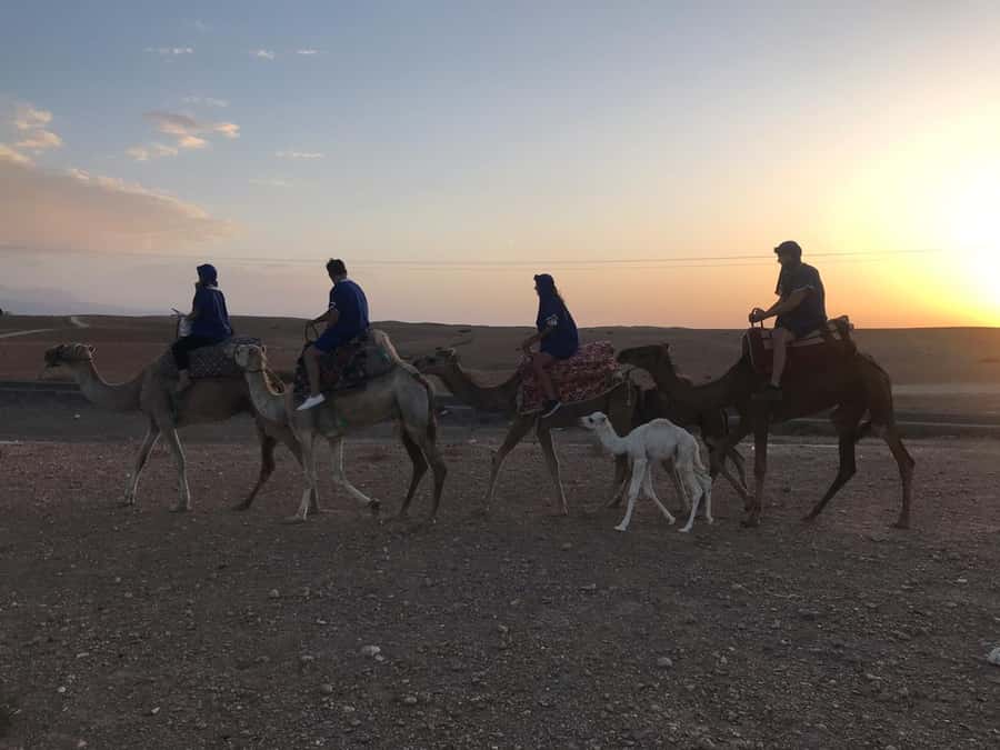 Marrakesh: Agafay Desert Quad & Camel Tour with Dinner - Who should book this Agafay quad and camel tour