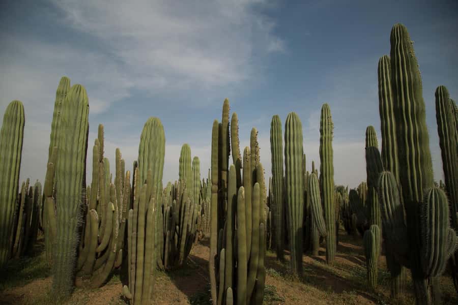 Marrakesh: Cactus Thiemann Entry Ticket - Key Highlights to Know Before You Go