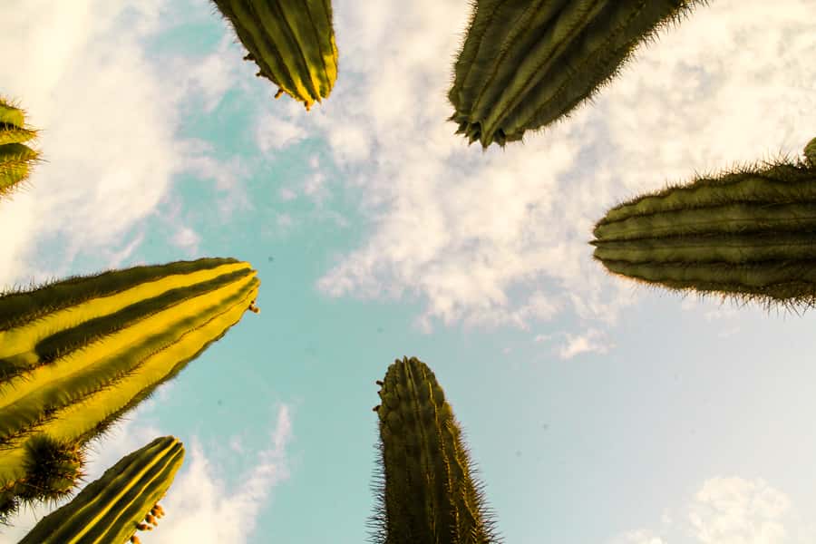 Marrakesh: Cactus Thiemann Entry Ticket - Cactus Thiemann in Marrakesh: what you’re really buying