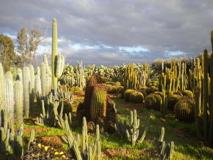 Marrakesh: Cactus Thiemann Entry Ticket - The Hans Thiemann story, plus a Majorelle link you can appreciate on-site