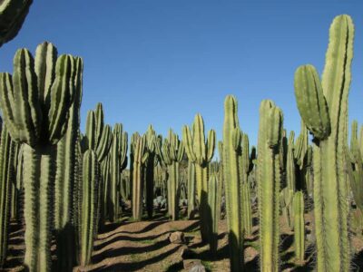 Cactus Thiemann Entry Ticket