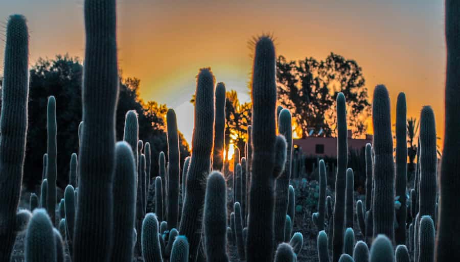 Marrakesh: Cactus Thiemann Entry Ticket - Photo zones, a shooting area, and getting better shots without extra effort