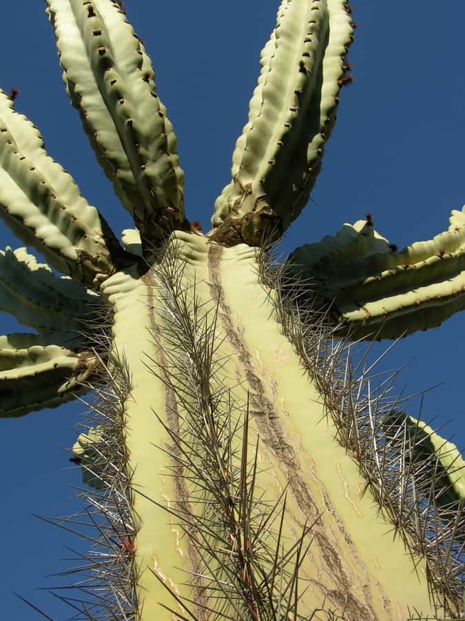 Marrakesh: Cactus Thiemann Entry Ticket - Getting there from Marrakech: shuttle times and how to avoid confusion