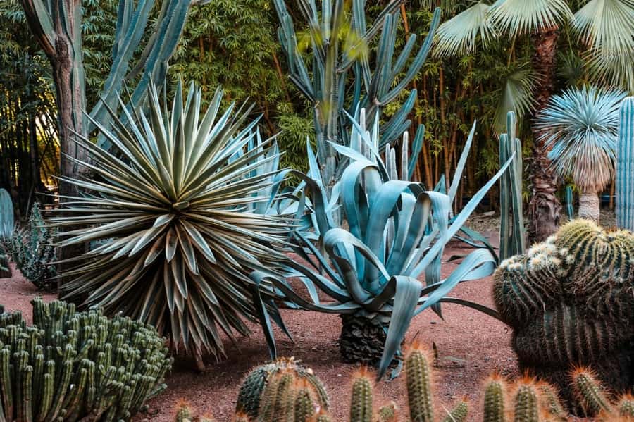Marrakesh: Majorelle Garden Entry Tickets - Key highlights to plan around