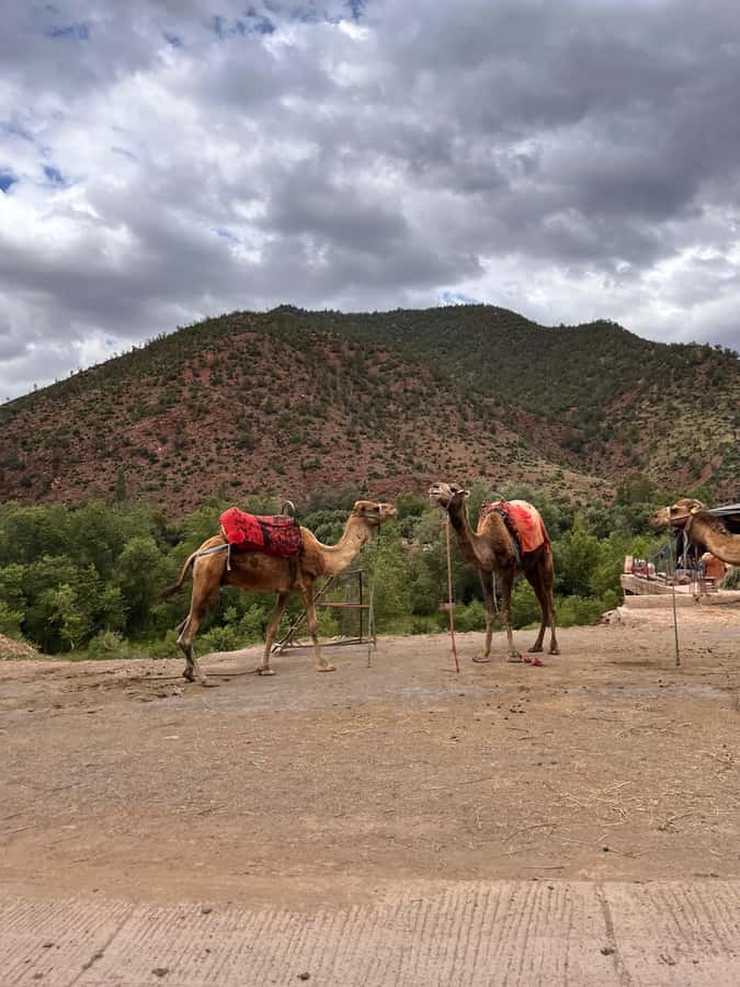 Marrakesh: Ourika Valley & Atlas Mountains, Day Trip + Lunch - Why This Ourika Valley Day Trip Feels Like a Bargain