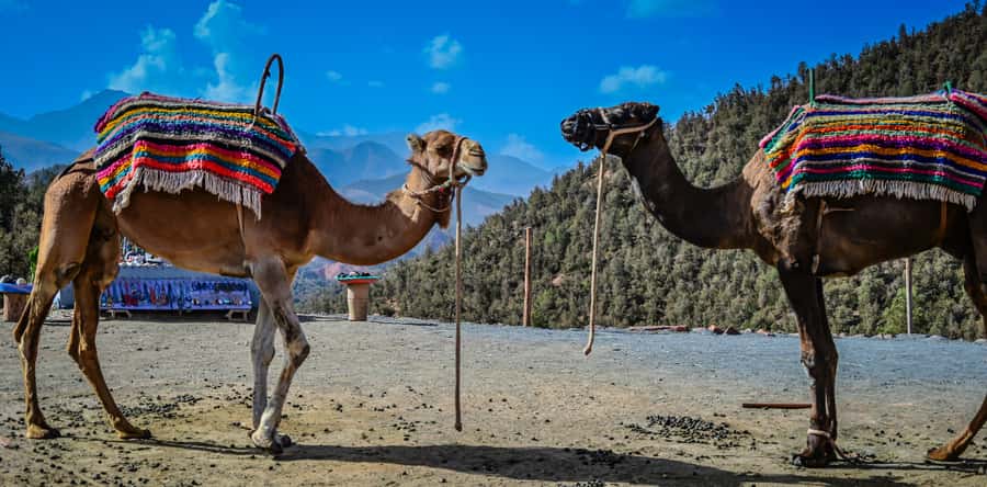 Marrakesh: Ourika Waterfalls, Atlas Mountains, Guide + Lunch - Who this day trip fits best (and who might want a different plan)