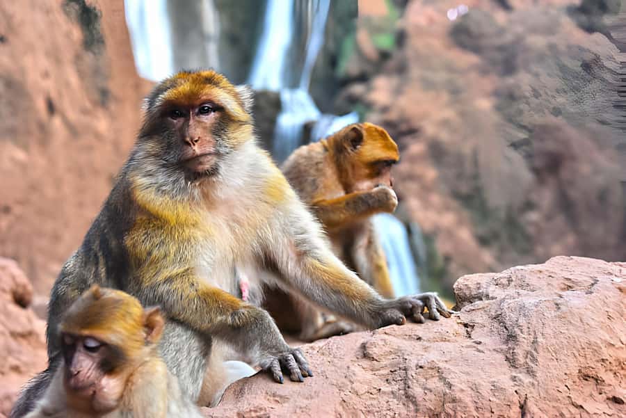 Marrakesh: Ouzoud Waterfalls Trip with Hike & Boat Option - Monkeys at Ouzoud: Feeding, Photos, and Peanut Smarts