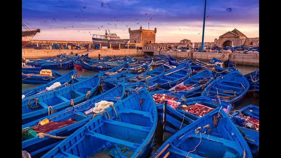 Marrakesh to Essaouira: Small-Group Day Trip & Cooperatives - Lunch in the small square: seafood without the hard work