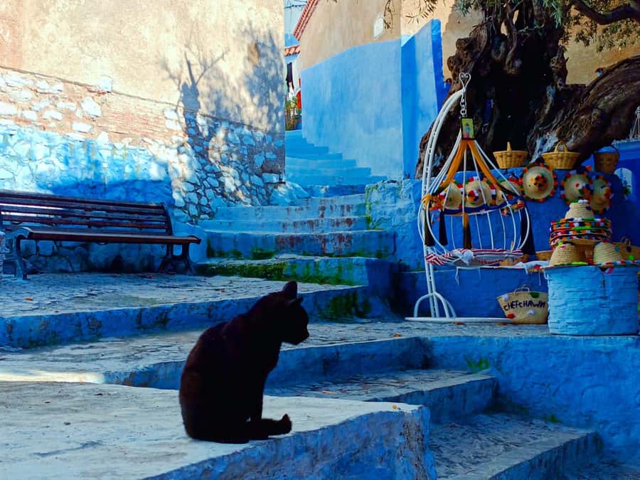 Memorable Day Trip From Fez to Chefchaouen the Blue City - A Blue City Day Trip from Fez, what the timing really feels like