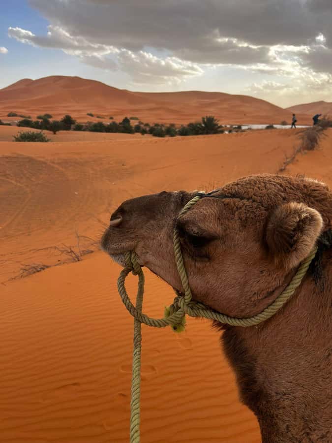 Merzouga Overnight Stay in a Berber Tent and Camel Ride - Key Things You Should Know Before You Go