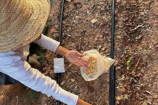 Moroccan Cooking Class and Eco-Farm Visit - Full day - Shared Lunch: A Moroccan Meal Rhythm You Can Feel