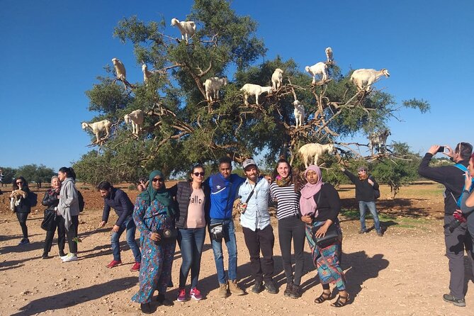 Morocco 11 Days Tour from Casablanca via Sahara Desert - From Middle Atlas cedar forest to Merzouga dunes by camel