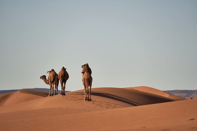 Morocco 8-Night Tour: Chefchaouen, Desert & Hot Air Balloon - Key things I’d highlight before you go