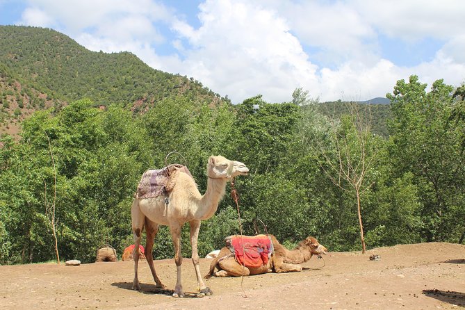 Premium Atlas Mountains & Berber Village Day Trip with Camel Ride - Asni souk timing: a chance to see Berber trading rhythms