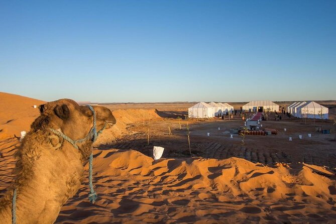 Private 5-Day Desert Tour from Casablanca to Sahara and Marrakech - Fes to the Atlas: small towns, cedar forest, and monkey spotting