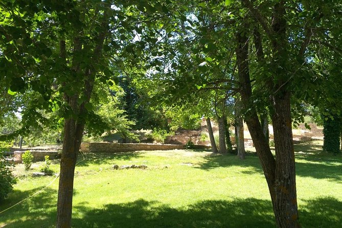 Private Berber Middle Atlas Day Trip From Fez - Azrou Cedar Forest: Millennia-Old Cedars and Monkey Forest Moments